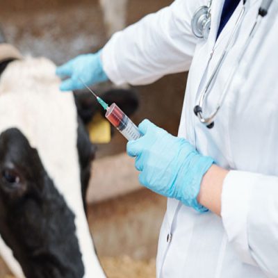 برنامه ریزی کنکور دکتری میکروبیولوژی دامپزشکی