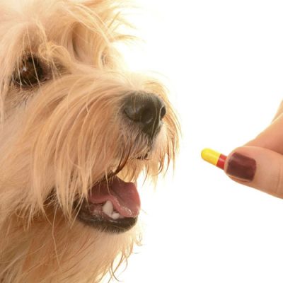 برنامه ریزی کنکور دکتری فارماکولوژی دامپزشکی