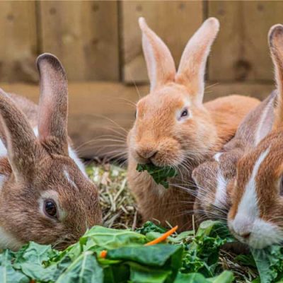 برنامه ریزی کنکور دکتری بهداشت خوراک دام