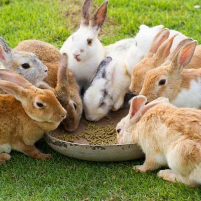 برنامه ریزی کنکور دکتری فناوری تولید مثل در دامپزشکی